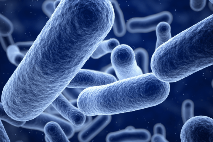 pathogenic bacteria